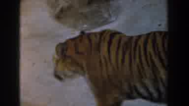 Burbank California (1961): Tiger Walking Towards Grey Rocks On A Clear Day