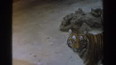Burbank California (1961): A Tiger Is Pacing Around Wishing He Was Free Forever