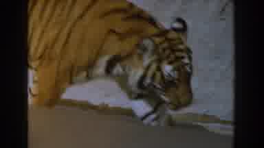 Burbank California (1961): Tiger Walking Inside Zoo And Sitting Monkey