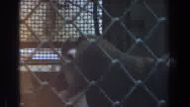Burbank California (1961): View Of Baboons Behind Chain Link Fence On A Clear Day