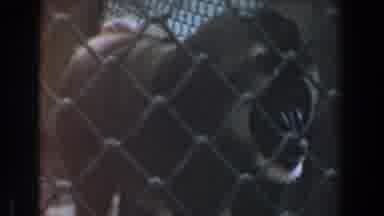 Burbank California (1961): Baboon Peacefully Paces Around Its Enclosure While