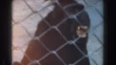 Burbank California (1961): Monkeys Behind Fence Scratching Themselves Yelling Big