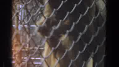Burbank California (1961): View Of Brown Monkey Looking At Object Behind Chain