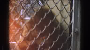 Burbank California (1961): Orangutan Sitting And Staring Outside Of Its Cage At