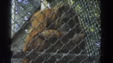 Burbank California (1961): Orangutan Inside Chain Link Fenced Enclosure At Animal