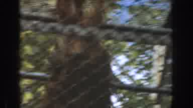 Burbank California (1961): Monkey Swinging On The Bars In Its Enclosure At The Zoo