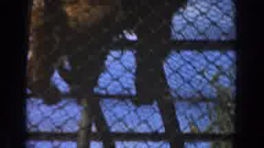 Burbank California (1961): Equilibrium Chimpanzee Has Fun On The Beams In The Zoo