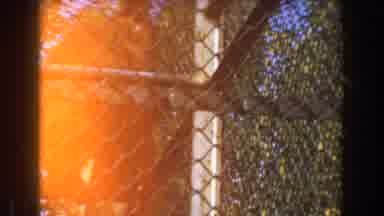 Burbank California (1961): Man In Gorilla Costume Climbing Up Chain Link Fenced