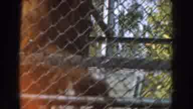 Burbank California (1961): Monkey In The Zoo Stuck In One And Hanging From The