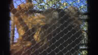 Burbank California (1961): An Orangutan Climbs Up And Then Swings On The Bars And