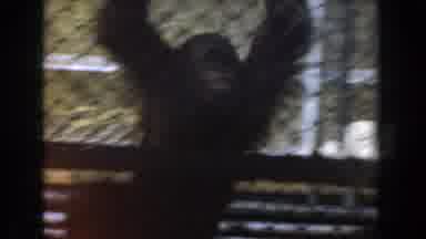 Burbank California (1961): A Chimpanzee Is Moving Across The Net Of Its Cage