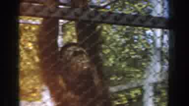 Burbank California (1961): Views Of Primates In Chain Link Fence Enclosure At
