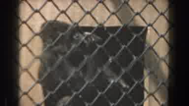 Burbank California (1961): Gorilla Isolated In A Cage Eating His Lunch
