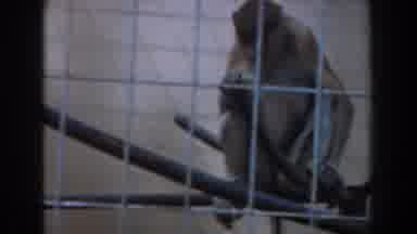 Burbank California (1961): Monkey Eating Fruit Inside Cage