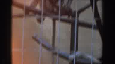 Burbank California (1961): Brown Monkeys And Blue Peacocks Playing Around In Zoo