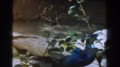 Burbank California (1961): Two Beautiful Peacocks Walking In The Cage Of The Zoo