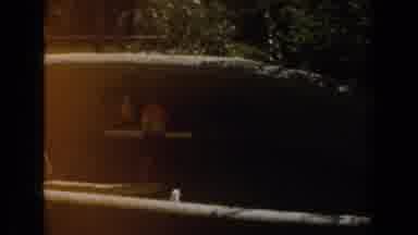 Burbank California (1961): Camera Pans Across Parrots And A Child Walks By