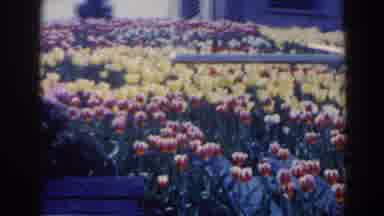 Niagra Falls Canada (1963): Flowers Tulips White Red Yellow Beautiful Sight Garden
