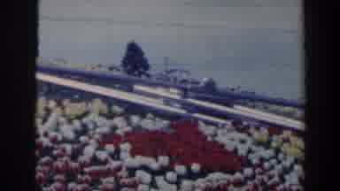 Niagra Falls Canada (1963): Beautiful Flower Bed Of Colorful Tulips With High