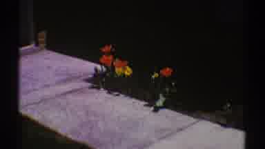 Clarendon Hills Illinois (1969): Four Red And Three Yellow Flowers Beside A Cement