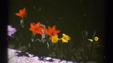 Clarendon Hills Illinois (1969): Watching Beautiful Flowers In A Beautiful Green