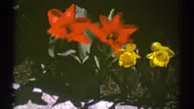 Clarendon Hills Illinois (1969): Small Red And Yellow Flowers With Green Leaves
