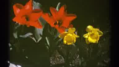 Clarendon Hills Illinois (1969): Photographic Close-Up Of Red And Yellow Flowers