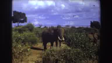 Angola-1969: Elephants Walking In Forested Area