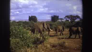 Angola (1969): A Small Herd Of Elephants Walking Through A Savannah Like