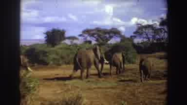 Angola-1969: A Family Of Elephants Roaming In Africa