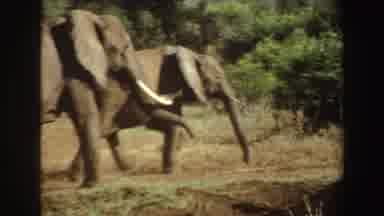 Angola (1969): The Elephants Walk Across The Open Field Together And Swing Their