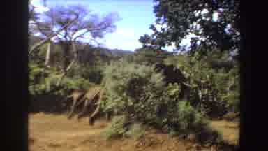 Angola (1969): Mother Elephant With Her Two Baby Elephants Walking Through Angola