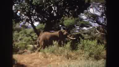 Angola (1969): Walking Elephant On Dense Havana