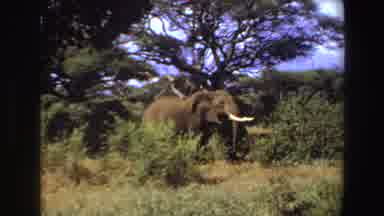 Angola (1969): Elephant Walking Across The Tundra