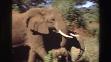 Angola (1969): Herd Free Elephants Walking Woods Forest Crossing Road Morning Sun