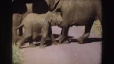 Angola (1969): A Herd Of Elephants Walking Down In The Sunlight