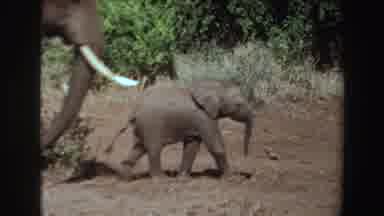Angola (1969): A Family Of Elephants Walking Around On Dirt