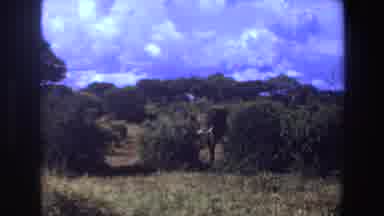 Angola (1969): Footage Of A Place With Nature And An Elephant Appears