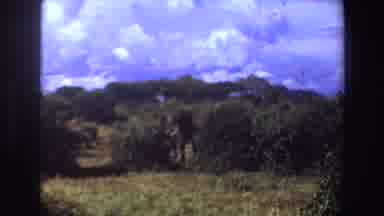 Angola (1969): Beautiful Elephant Walking Through The Jungle With Trees And Bushes