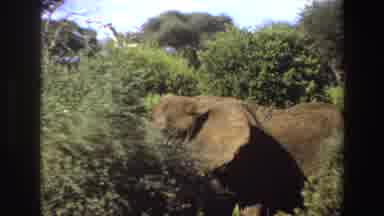 Angola (1969): An Elephant Walking Through A Road With Trees On Both Sides