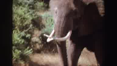 Angola (1969): A Massive Elephant With White Tusks Walks Alone in The Jungle