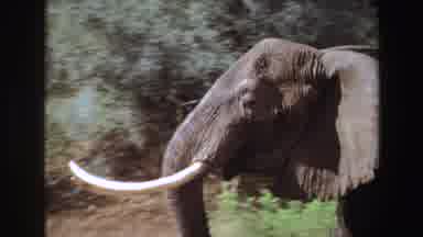 Angola (1969): Baby Elephant Runs To Catch Up With Mother On A Bright Sunny Day