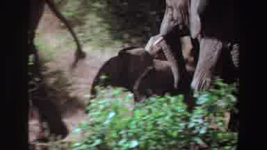 Angola (1969): Herd Of Elephants Living In The Jungle
