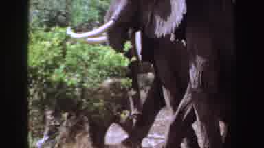 Angola (1969): Elephant Herd Slowly Walking Through The Sunny Dense Brush Lands