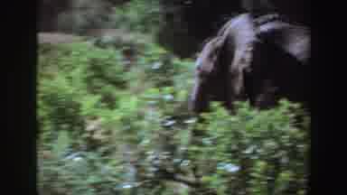 Angola (1969): An Elephant Is Seen Trotting Through The Forest Jungle Trees And