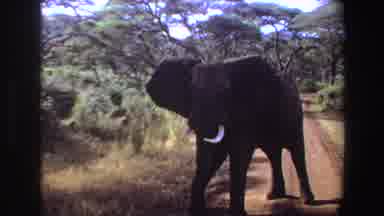 Angola (1969): African Elephant Walks Off Dirt Road Into Grass Land To Meet