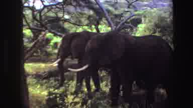 Angola (1969): Pair Of Elephants Walking Through Tall Green Grass On A Sunny Day