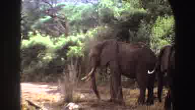 Angola (1969): Elephant In Zoo Snorts Dirt Before Taking Off With Another