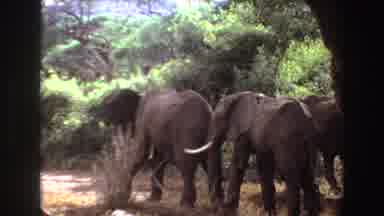 Angola (1969): Elephant Family Gathering In Their Natural Habitat