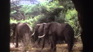 Angola (1969): Camera Pointing At Brown Elephants Moving Toward The Left With